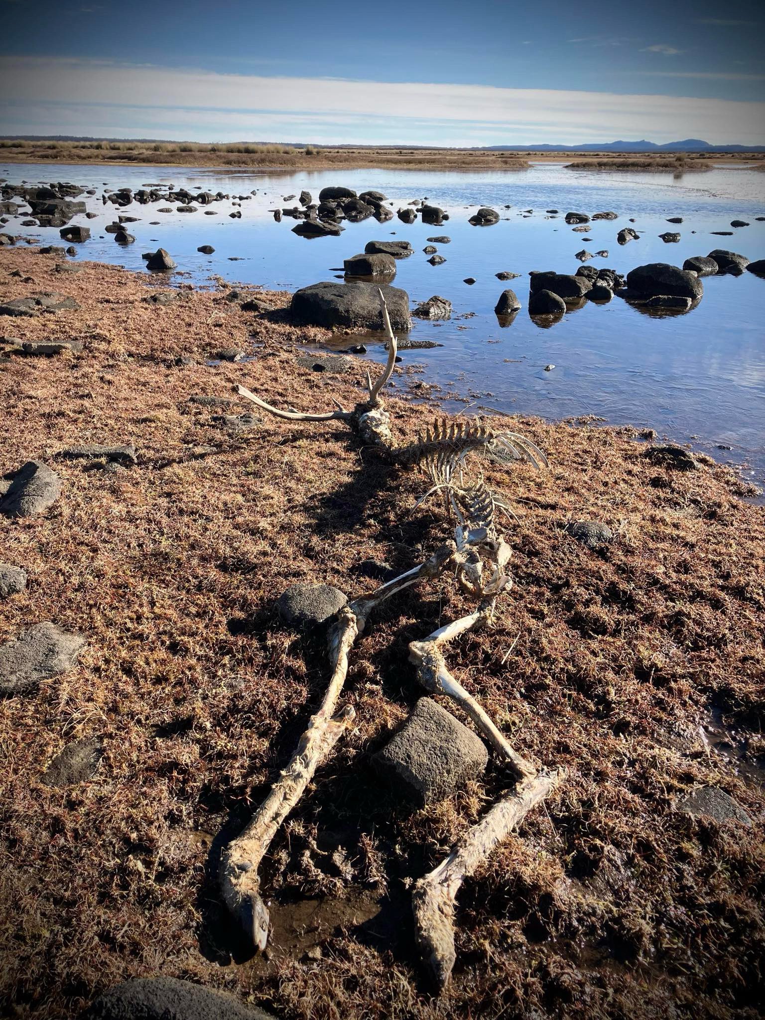 A deer carcass left to rot after an aerial cull — protein wasted in the paddock