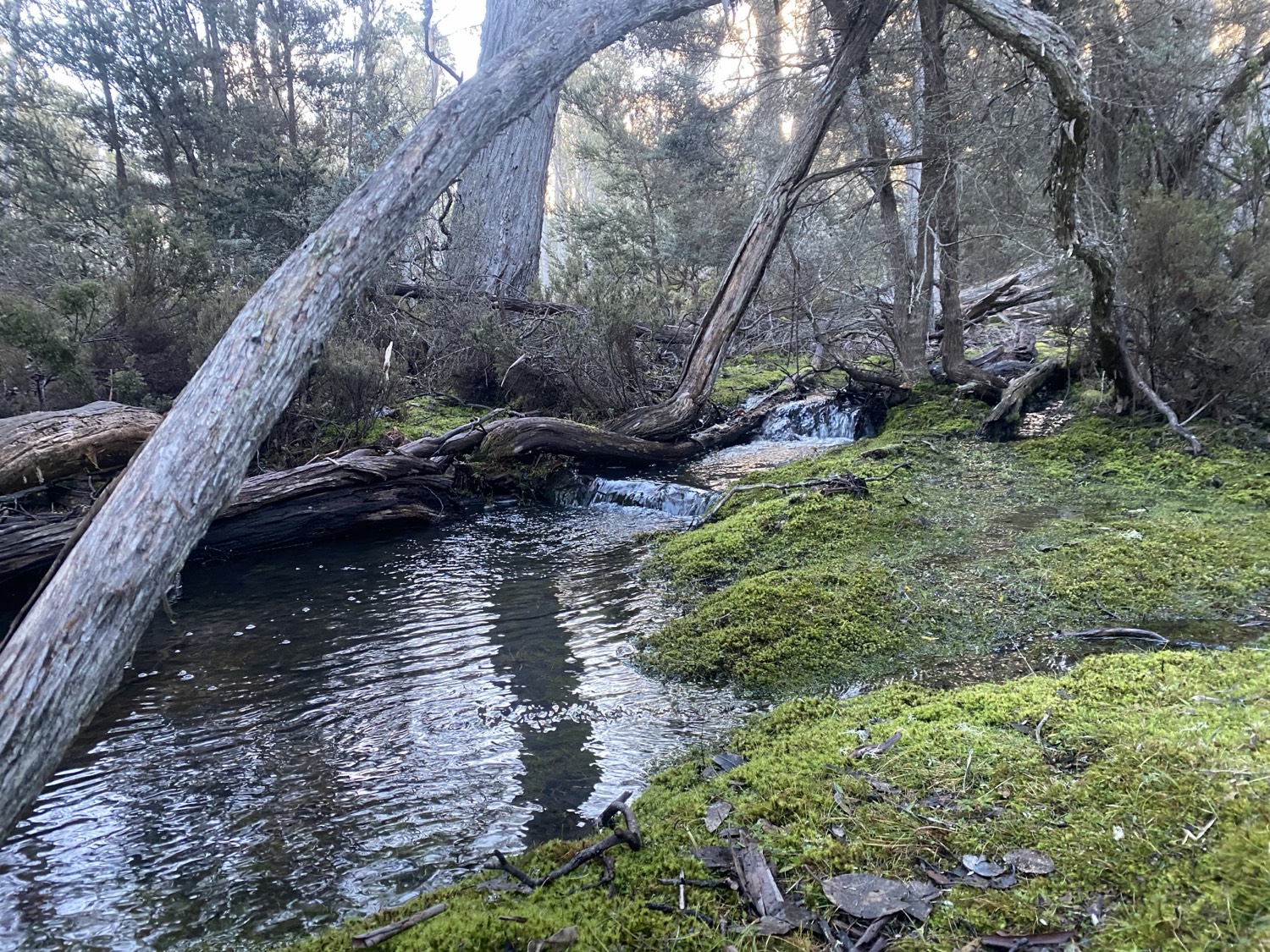 A mossy creek in Tasmanian forest